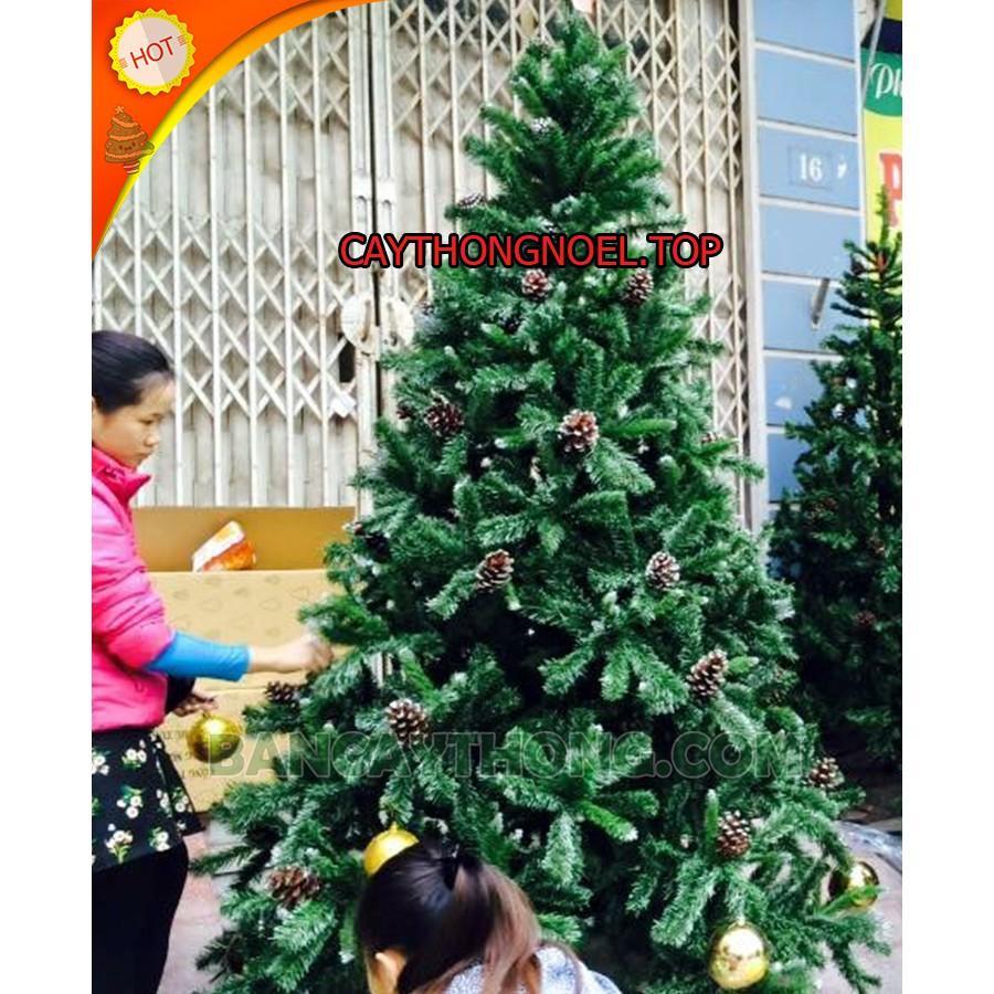 Cây thông noel 3 loại lá gắn trái thông cao 1m2 - Cây loại 3 lá dày đẹp sang trọng
