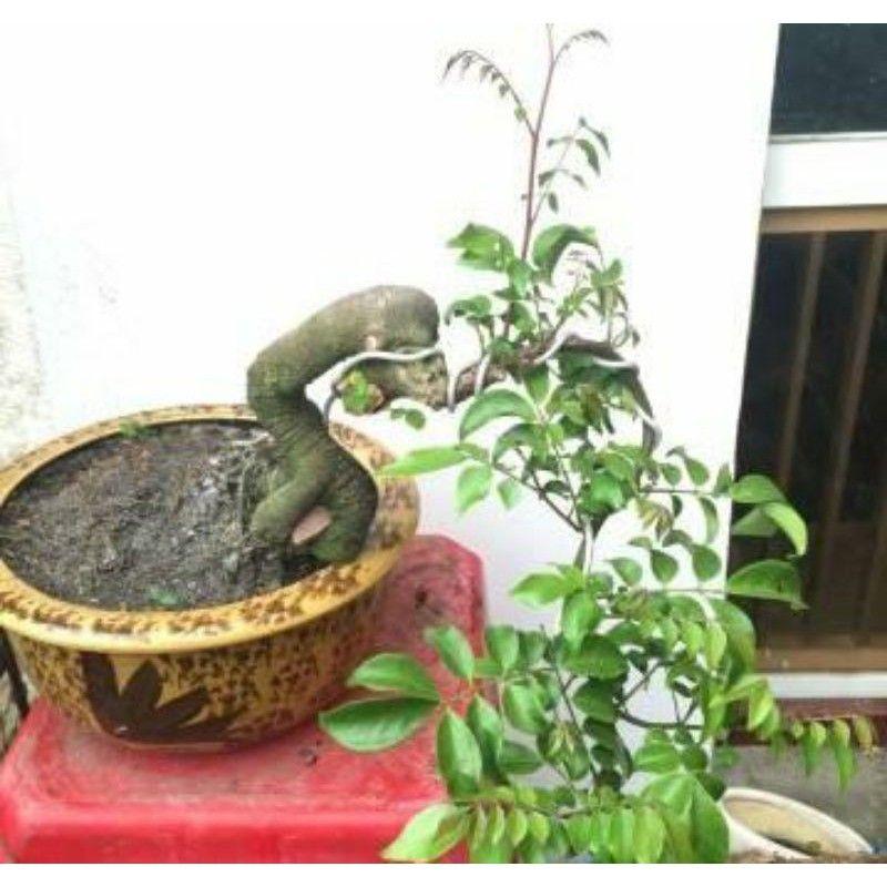 Khế Nhật Bonsai Mini để bàn