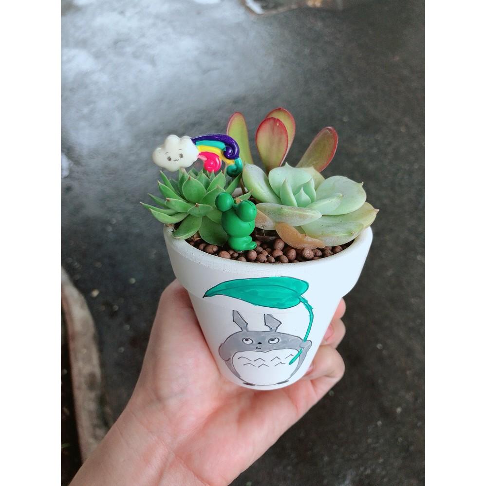 Chậu sen đá tiểu cảnh 9
