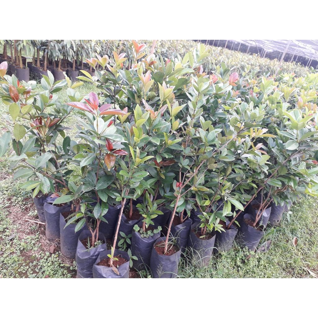 Cây Cherry Brazil Tứ Quý .
