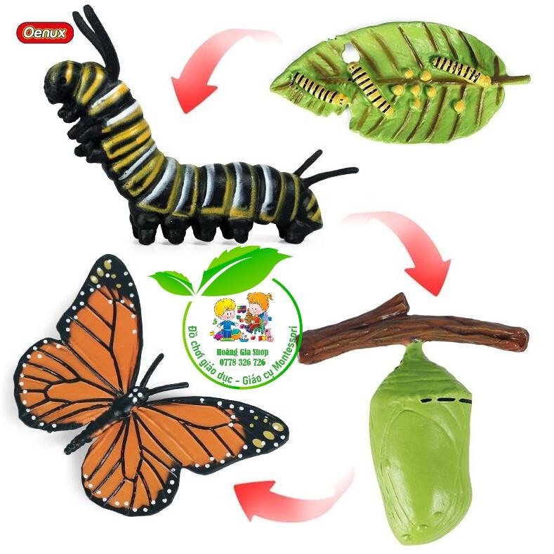 Mô hình vòng đời của bướm - Butterfly life cycle