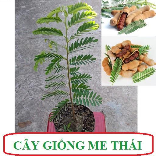 Cây giống ME THÁI NGỌT CƠM DÀY