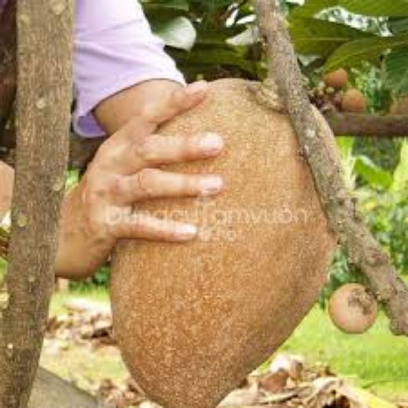 Cây giống hồng xiêm ruột đỏ khổng lồ