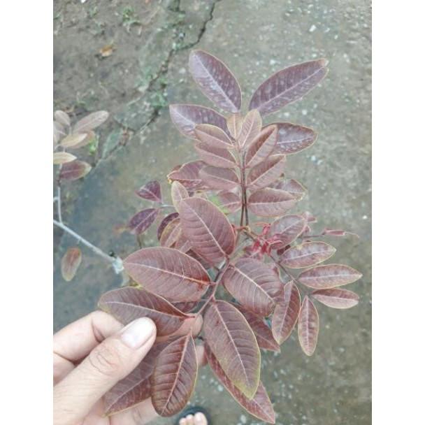 Sản phẩm CÂY GIỐNG NHÃN TÍM