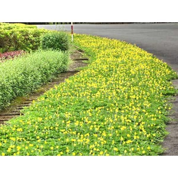 Hạt Giống Cỏ Lạc Dại – Cỏ Thảm Cảnh - Cỏ Đậu Phộng - Cỏ Lạc Tiên