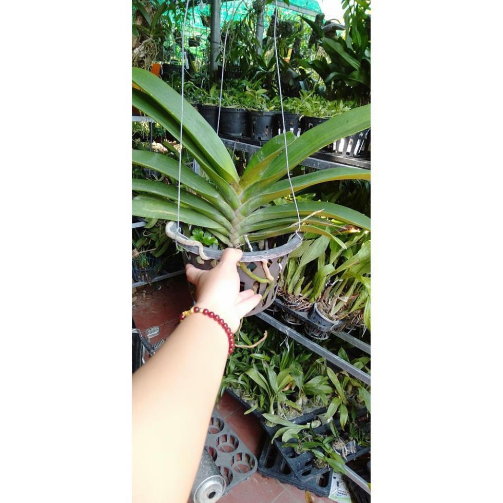 Hoa phong lan đai châu bò sữa cây khủng