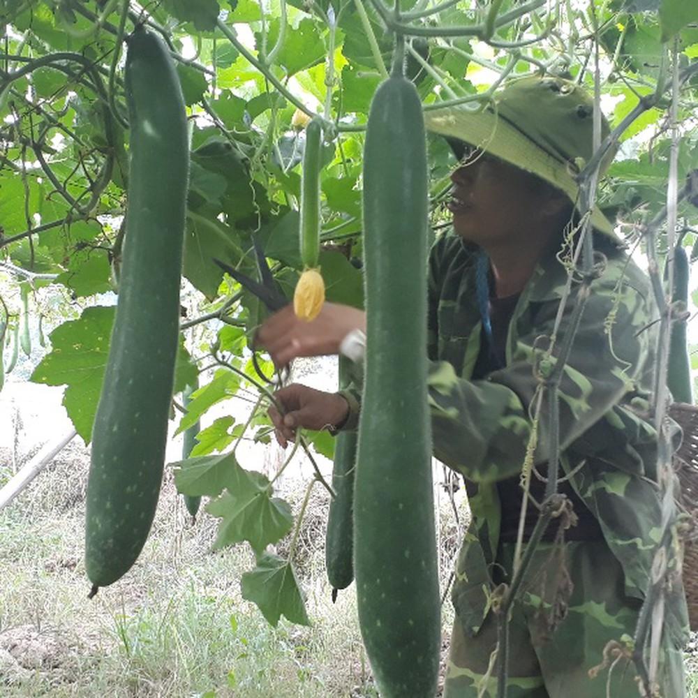 0.2Gr Hạt Giống Bí Sặt Bí Xanh
