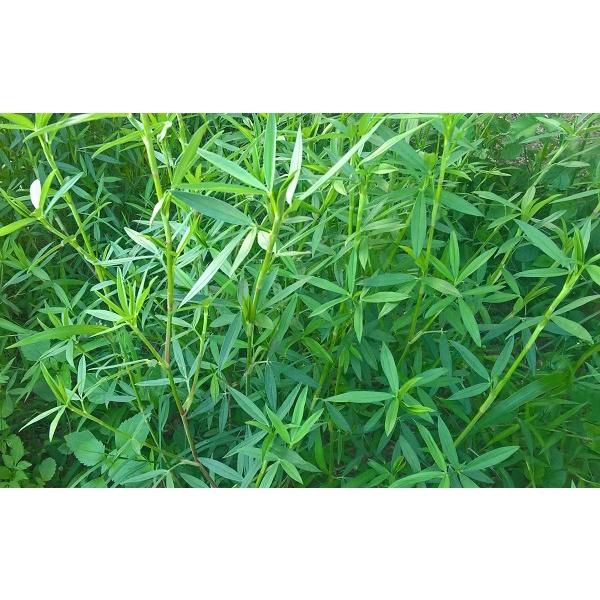 Hạt Giống Cỏ Chăn Nuôi Stylo  KNS3738 - Gói 50gram