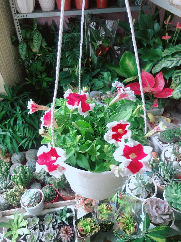 Chậu Hoa Dạ Yến Thảo