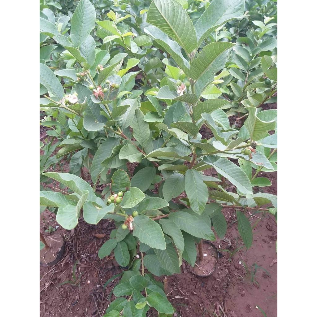 Cây giống Ổi Găng Đông Dư