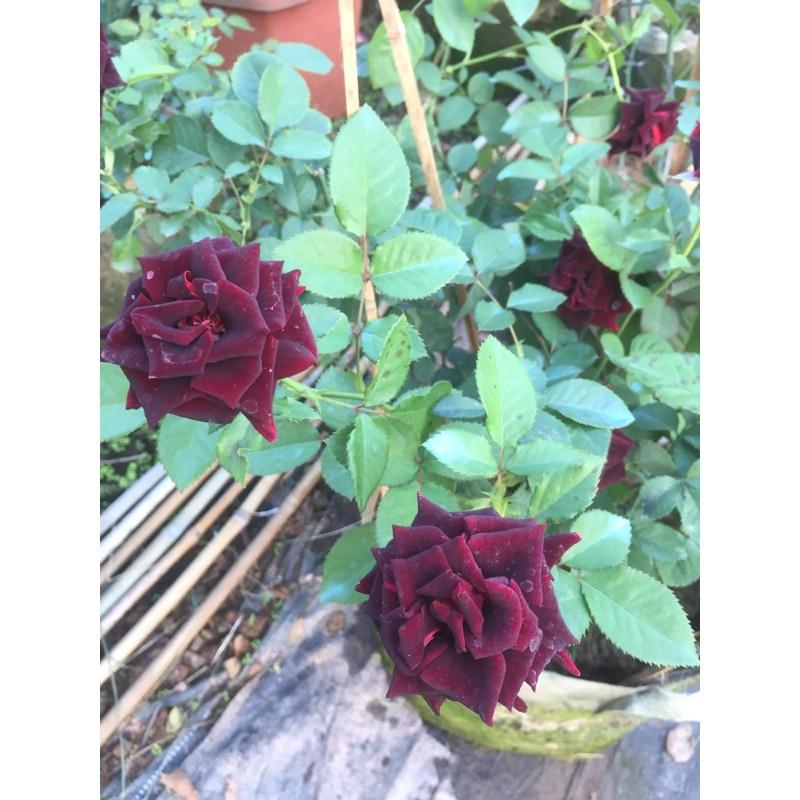 Hoa hồng Màu Đen BLACK BACCARA- bầu to cây lớn trưởng thành