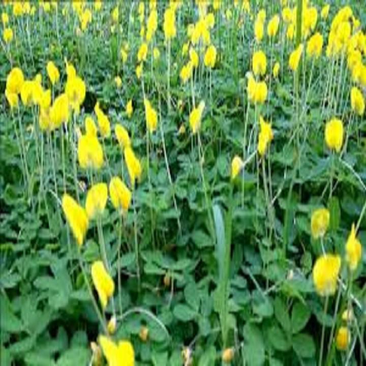 Hạt cỏ Lạc Dại 100g