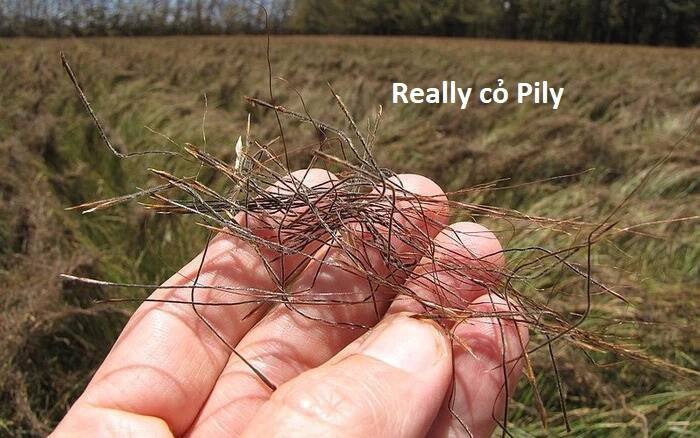 sự lụi tàn của usuzumi chapter 84 93