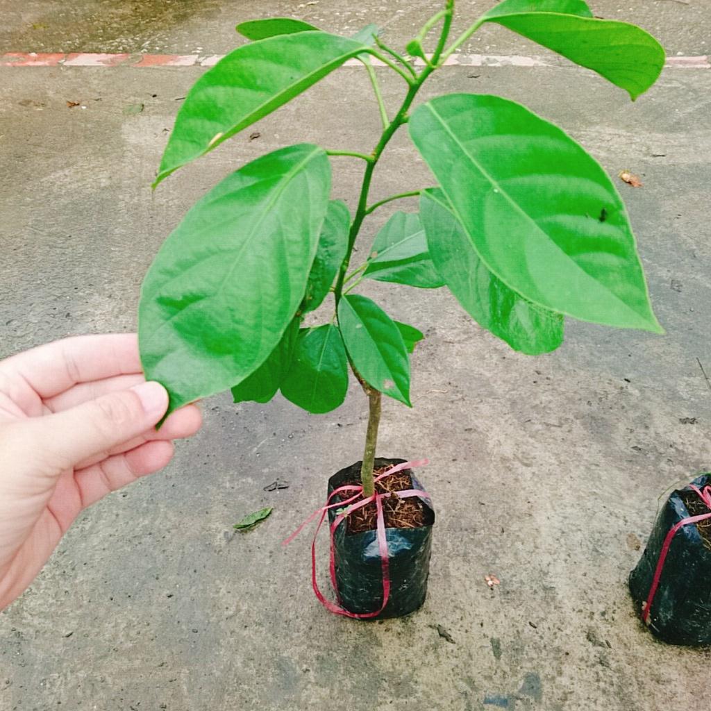Cây Dâu Xanh - cây ăn quả dễ trồng dễ chăm sóc + tặng phân bón