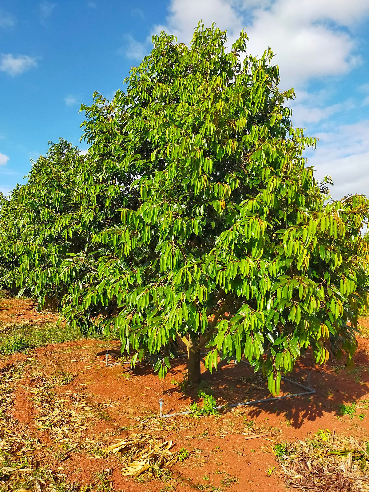 SIÊU TĂNG TRƯỞNG (chai 1 lít)