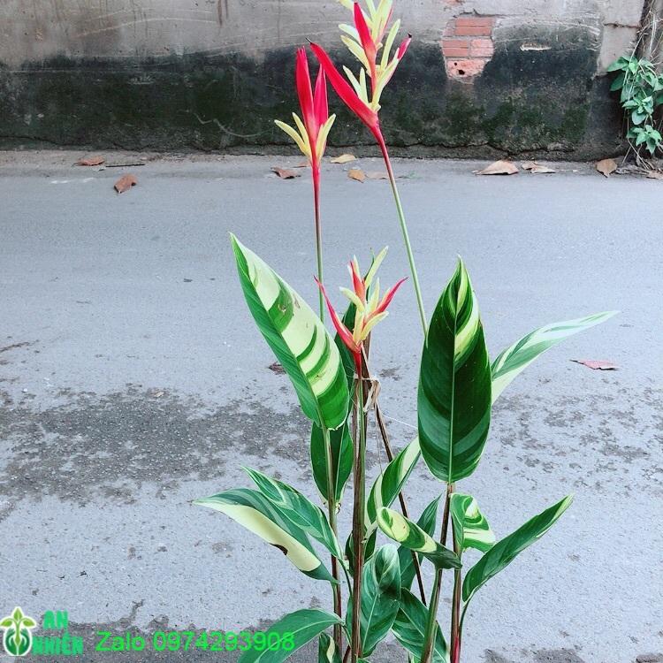 Chuối Mỏ Két Size Đại