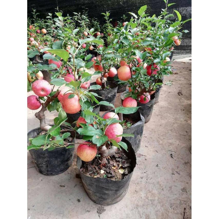 Hạt giống táo đỏ lùn trái to siêu ngọt