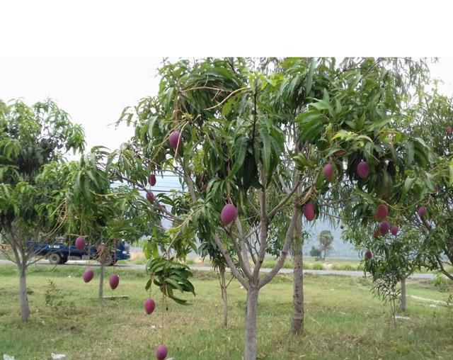 Cây xoài tím