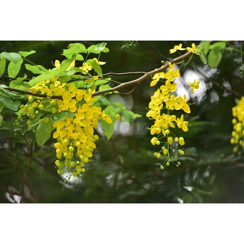 Cây giống Muồng Hoàng Yến vàng