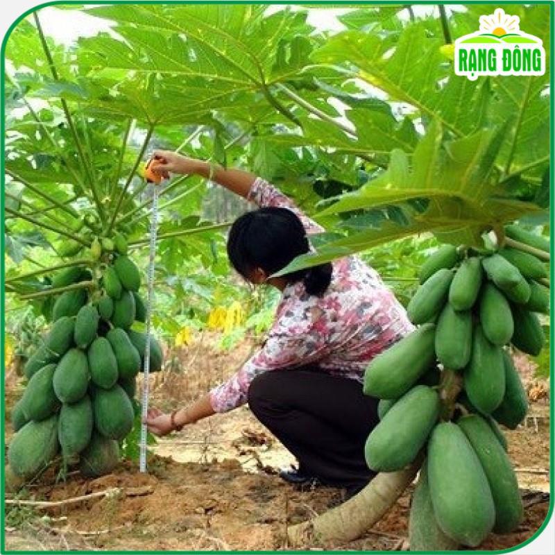 Hạt Giống Đu Đủ Lùn Thái Lan - Hạt giống Rạng Đông