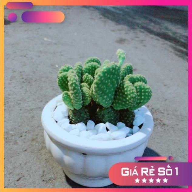 Chậu Xương Rồng Tai Thỏ