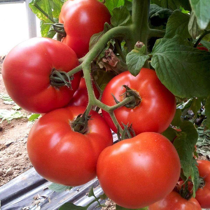 Hạt giống cà chua F1 Phú Nông (T-11) (100mg/gói) có khả năng chịu nhiệt | Tomato F1 Phu Nong