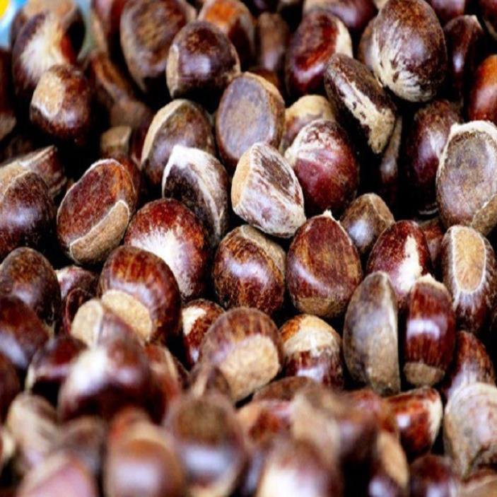 CÂY GIỐNG HẠT DẺ LẤY HẠT RỪNG MĂNG ĐEN ,LOẠI HẠT TO, SIÊU QUẢ,SIÊU HẠT, SIÊU KINH TẾ, CAM KẾT GIỐNG CHUẨN F1
