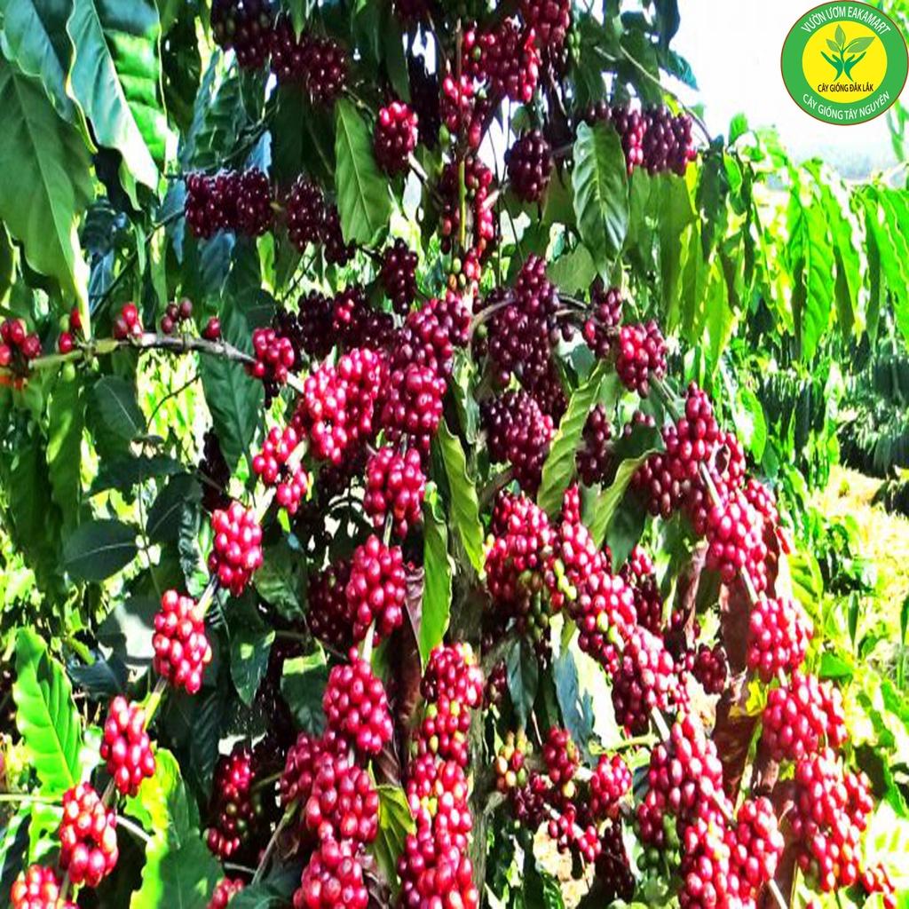 Cây Giống Cà Phê