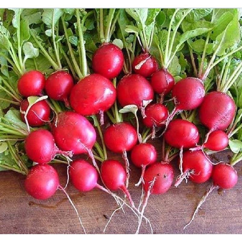Combo 2 gói Hạt giống củ cải đỏ mini gói 5gram-tặng kèm gói phân bón lót