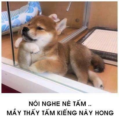 tấm cám phiên bản mèo chapter 1 9