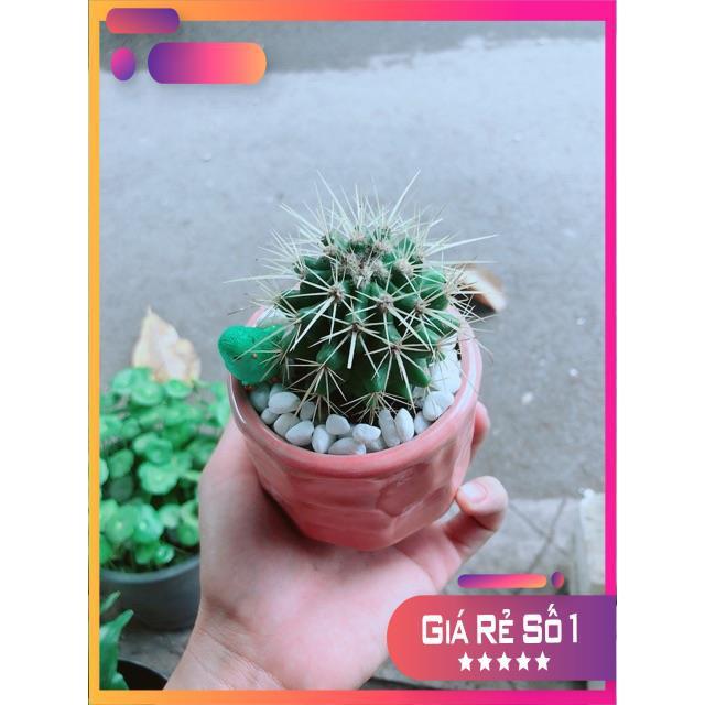 Chậu Xương Rồng Kim Hổ