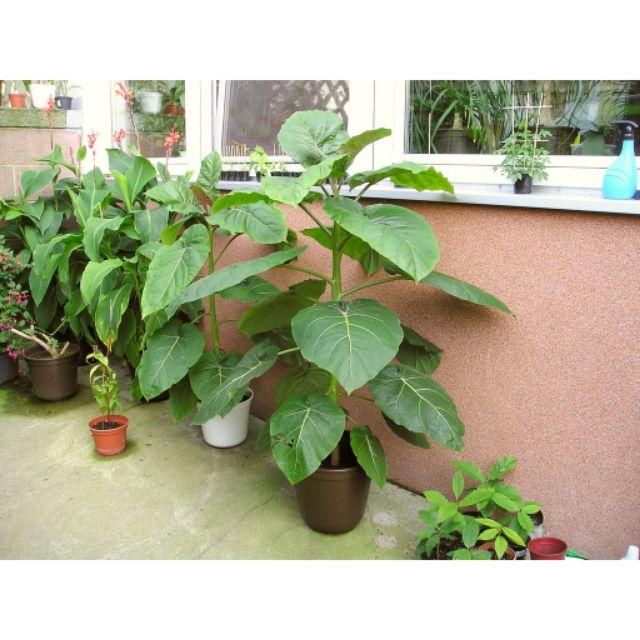 222A Hạt Giống Cà Chua Thân Gỗ - 10 Hạt