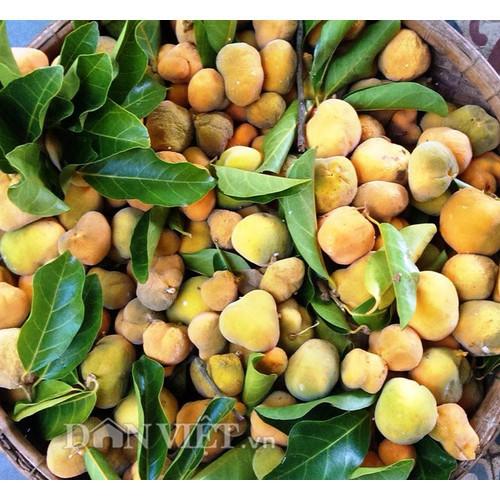 CÂY CHAY GIỐNG SIÊU QUẢ SIÊU NĂNG SUẤT- CAM KÊT GIỐNG CHUẨN F1 - CCGSQSNS