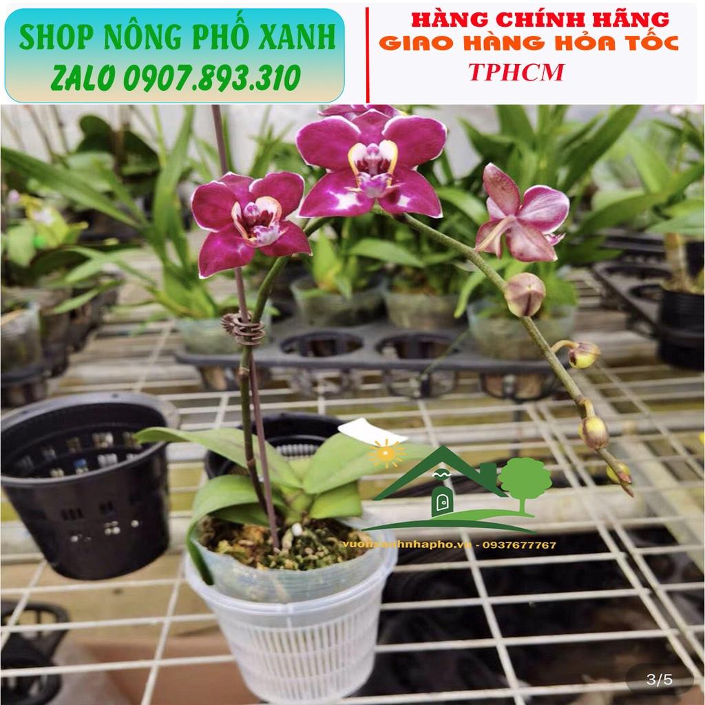 Chậu trồng thủy canh, trồng lan, phôi bonsai thoát nước tốt thông thoáng nhiều size