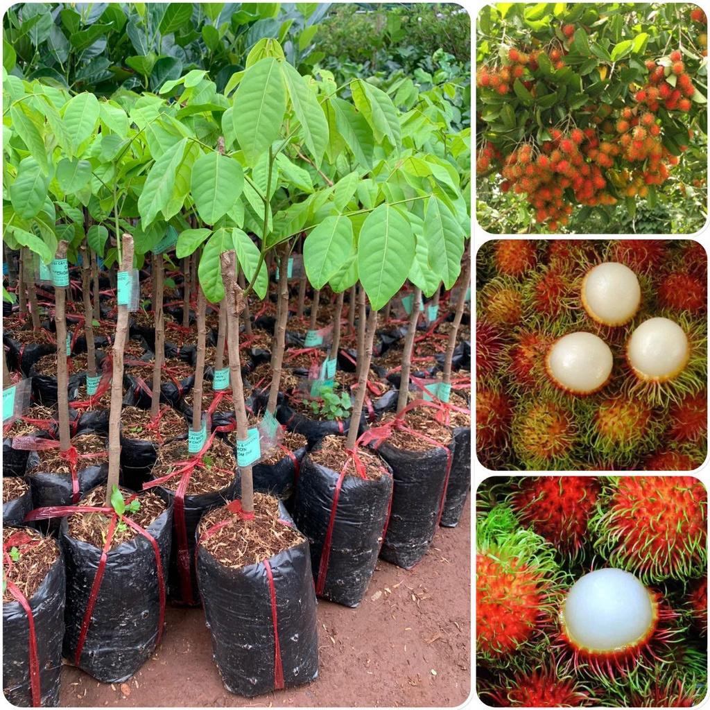 CÂY GIỐNG CHÔM CHÔM TRÓC SIÊU SỚM .