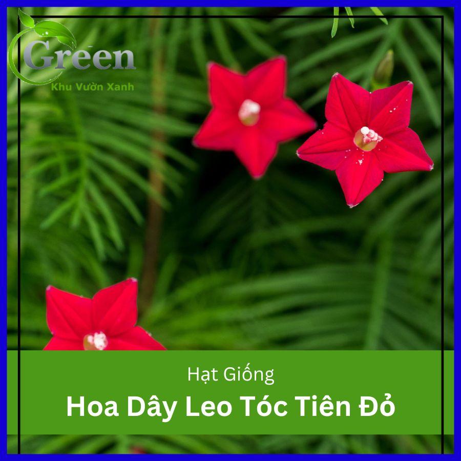 Hạt giống hoa dây leo tóc tiên đỏ