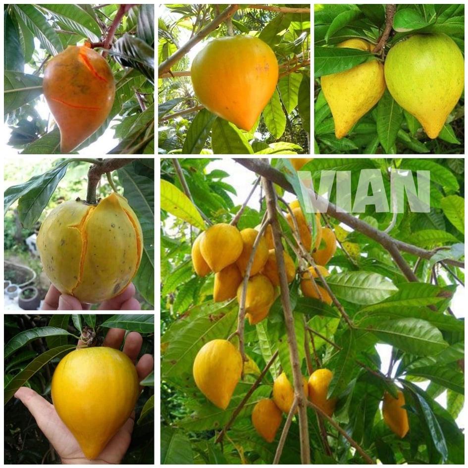 Combo 2 cây giống lekima