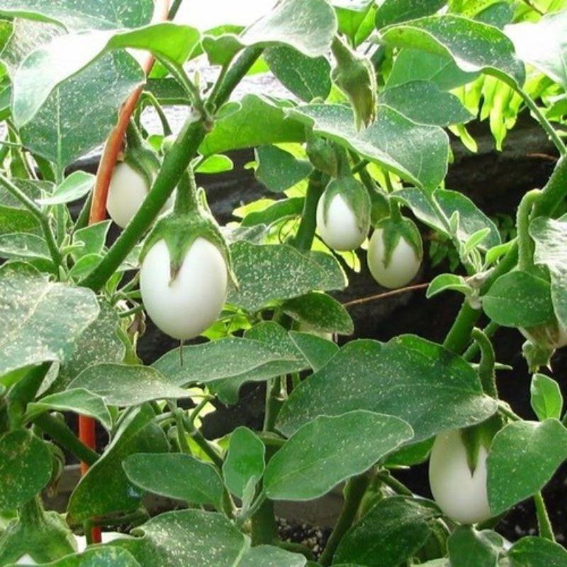 30 HẠT GIỐNG CÀ TRẮNG TRỨNG