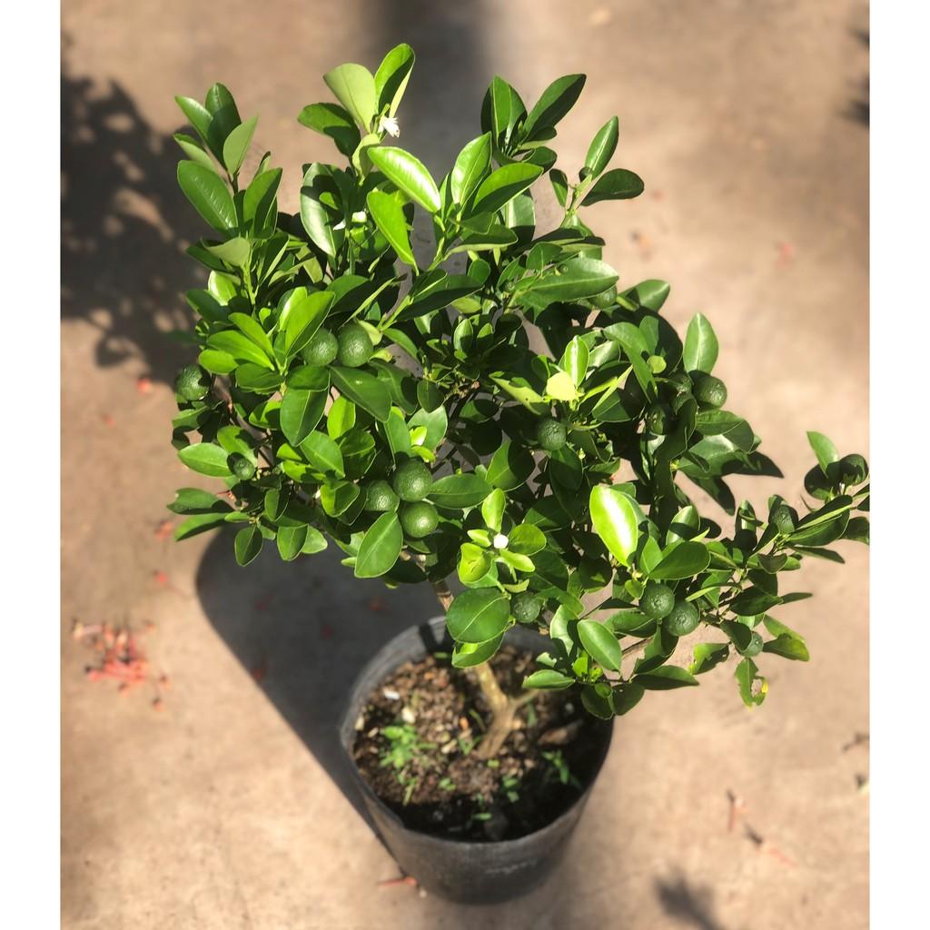 Cây tắc ăn trái cao 50 - 70 cm