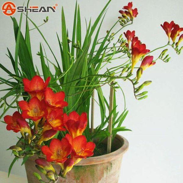 Combo 3 Củ giống hoa lan nam phi hoa màu đỏ,
