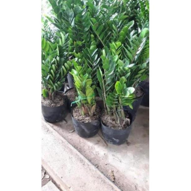 Sản phẩm CÂY KIM TIỀN