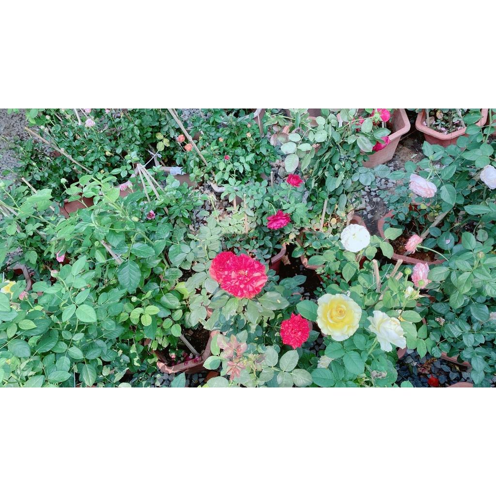 Chậu Hoa Hồng Tezza