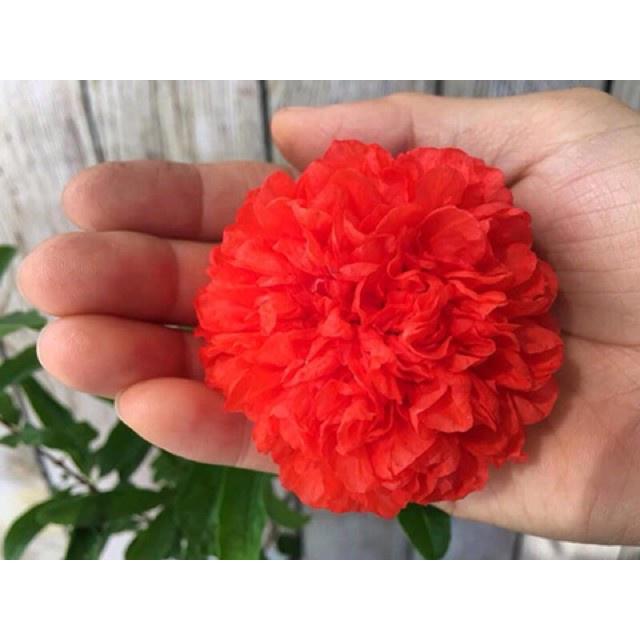 Cây hoa lựu hạnh