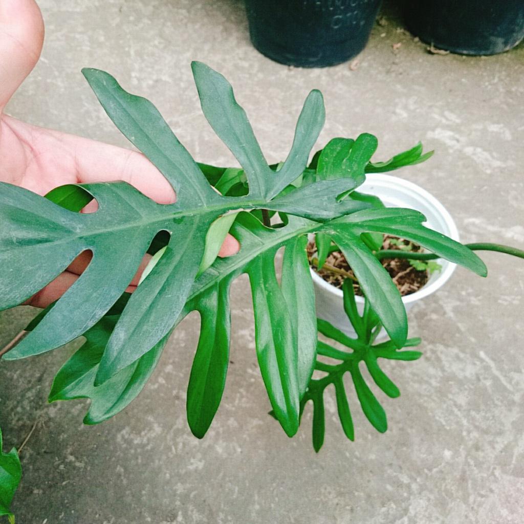 Cây Trầu Bà Mayoi - Philodendron Mayoi - cây cảnh trong nhà trang trí nội thất