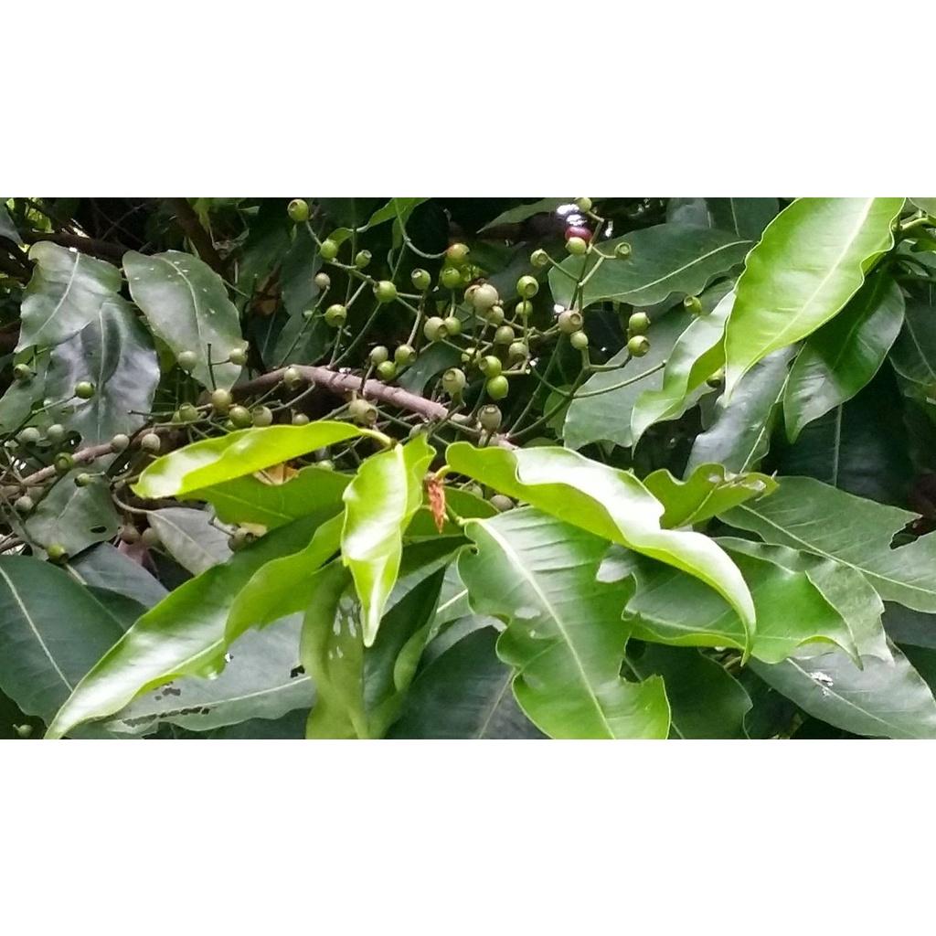 Cây vối nếp thơm có thể trồng chậu