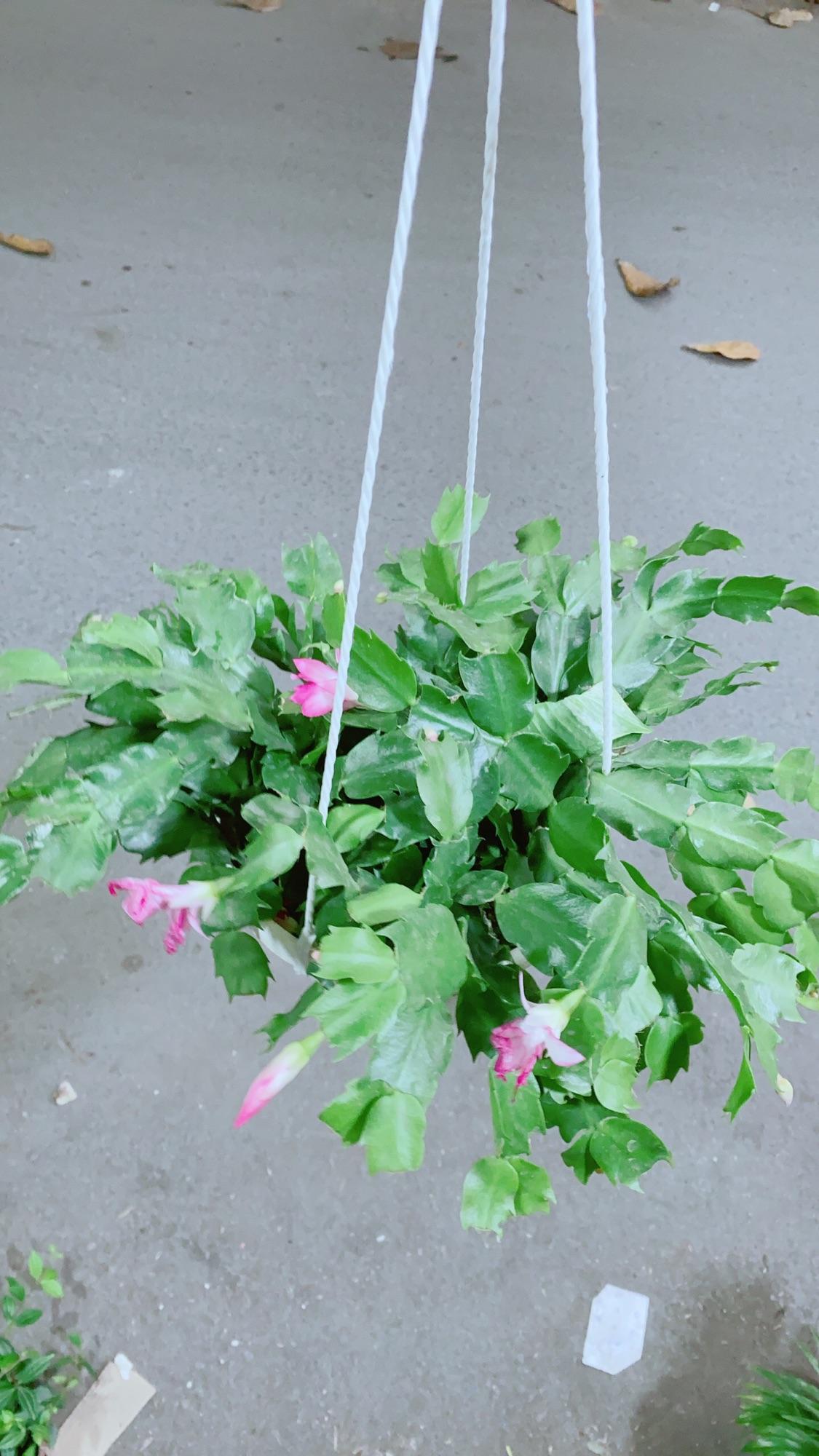 Chậu Cây Tiểu Quỳnh