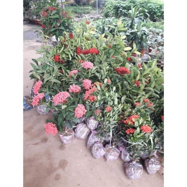 Hoa mẫu đơn bỉ- màu đỏ,