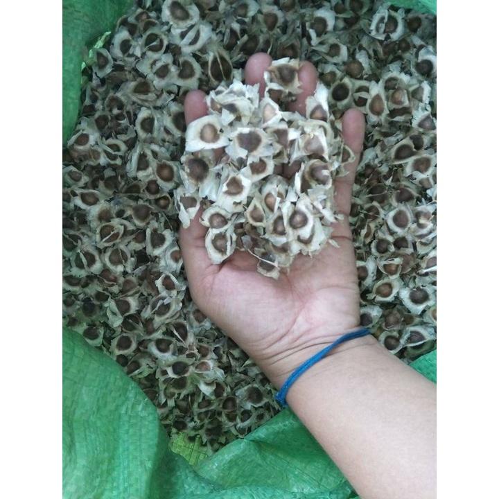 1 KG HẠT GIỐNG CÂY CHÙM NGÂY