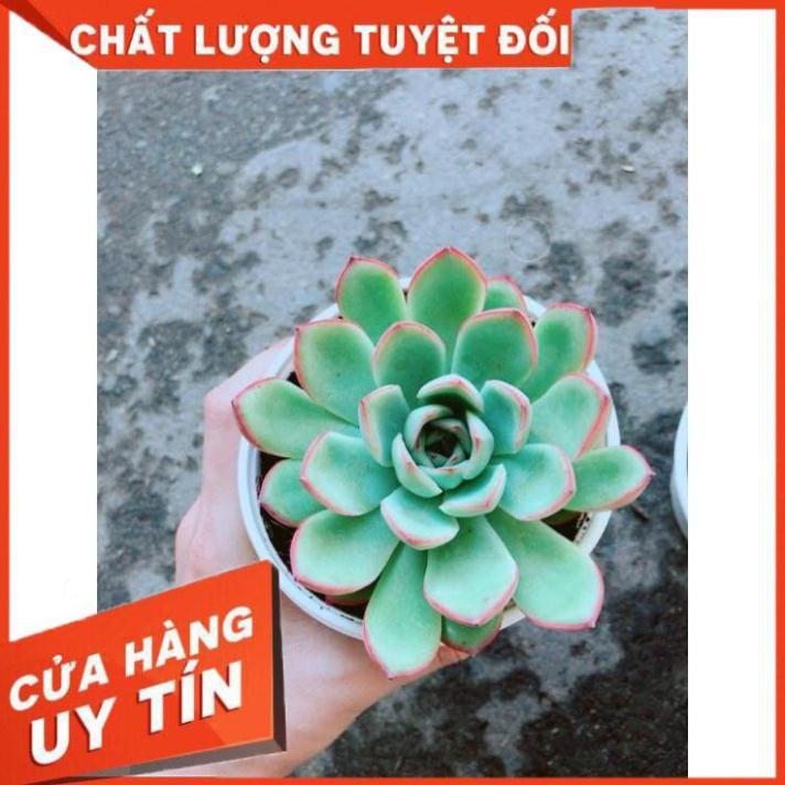 Chậu Sen Đá Viền Hồng Nhiều Người Mua