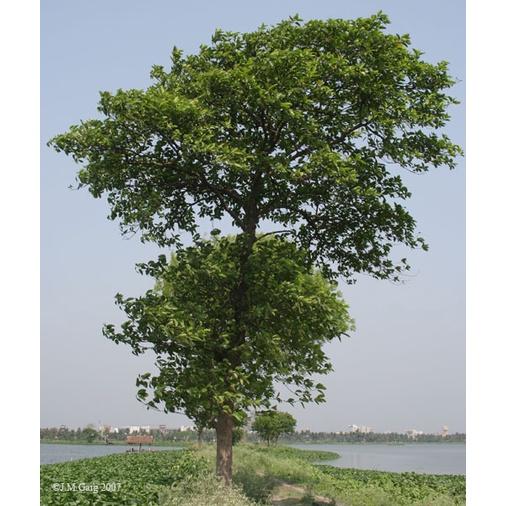 1 kg HẠT GIỐNG CÂY GÁO trắng